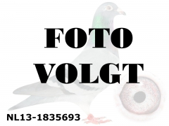 NL13-1835693_foto_volgt