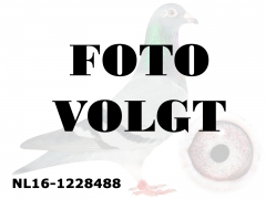 NL16-1228488_foto_volgt