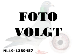 NL19-1389457_foto_volgt