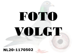 NL20-1170502_foto_volgt