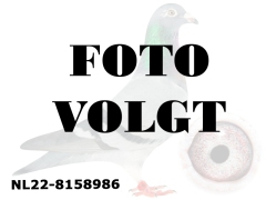 NL22-8158986_foto_volgt